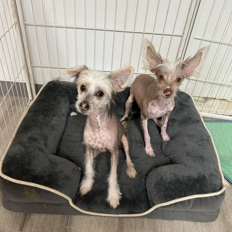 A baby small-sized male White / Cream Chinese Crested Dog named Zag for adoption in Chickasha, OK