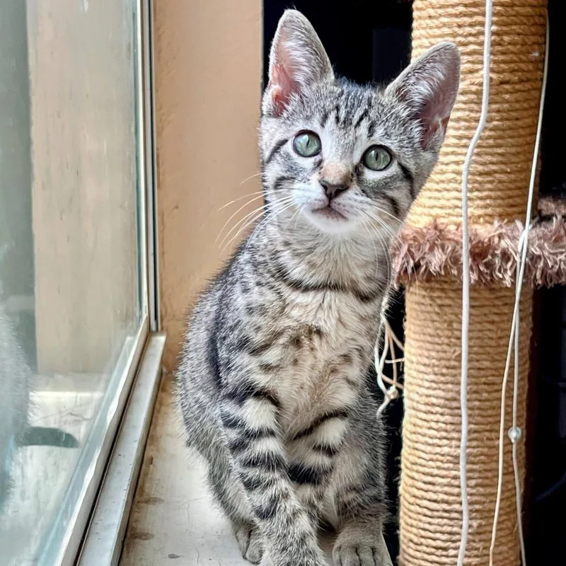 A baby small-sized female Gray / Blue / Silver American Shorthair cat named Winnie Calls the Heart for adoption in Boerne, TX