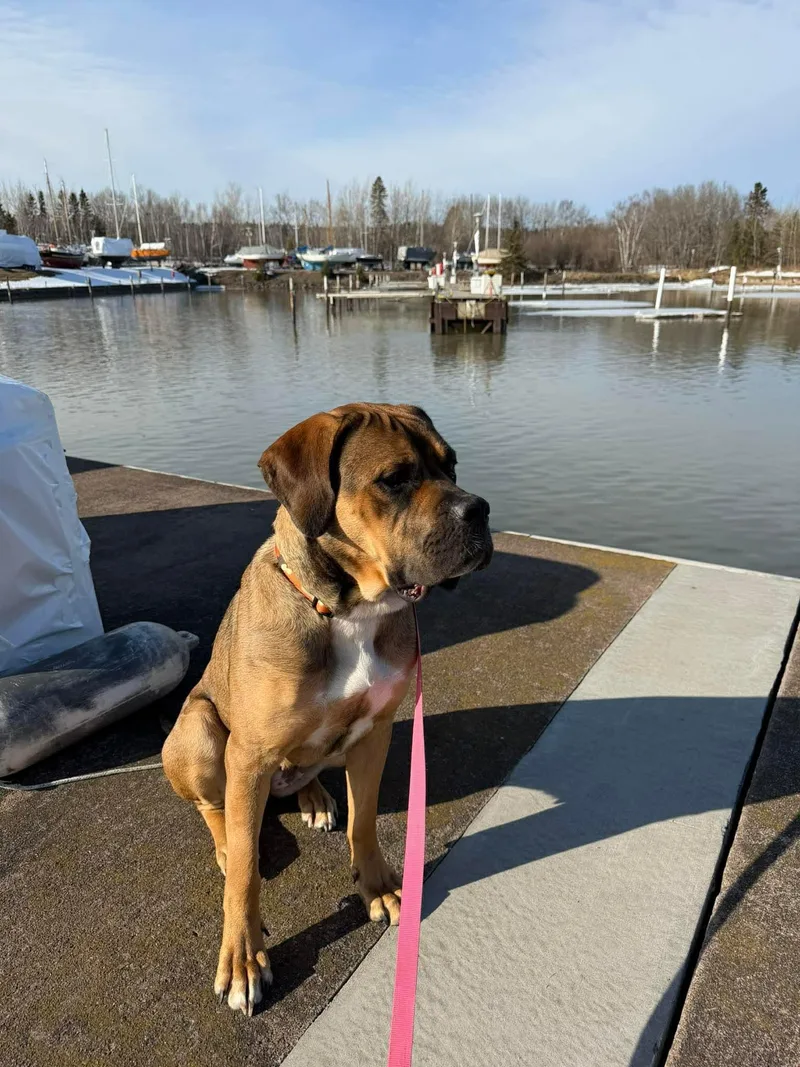 A young medium-sized female Mastiff dog named Little Foot for adoption in Duluth, MN