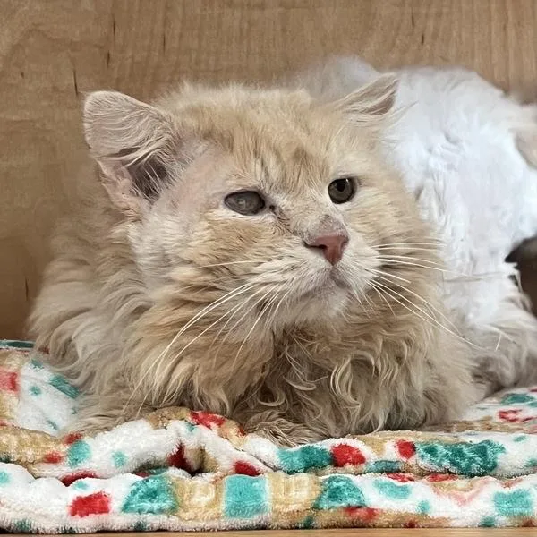 Sir Fluffington thumbnail 2