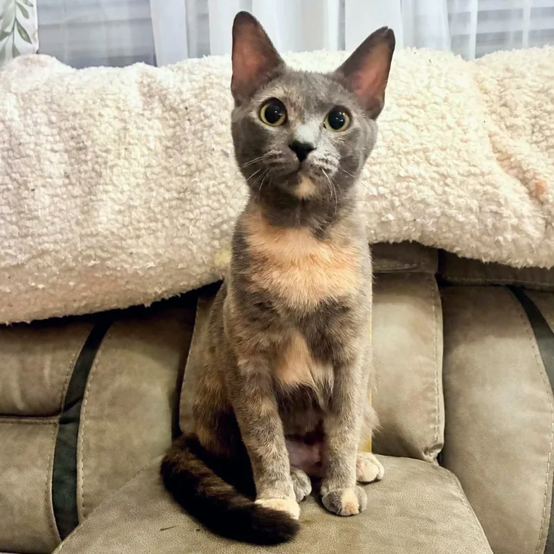 A young medium-sized female Dilute Tortoiseshell Domestic Short Hair cat named Prim for adoption in Fairborn, OH