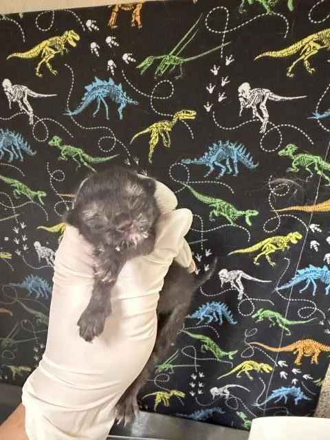 A baby small-sized female Domestic Short Hair cat named Lucy for adoption in Riverside, CA