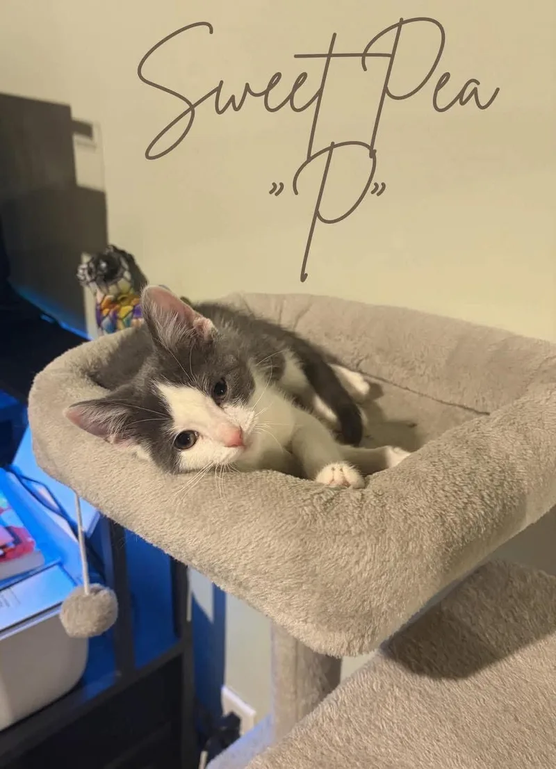 A young medium-sized female Gray / Blue / Silver Domestic Short Hair cat named Sweet Pea for adoption in Grand Rapids, MI