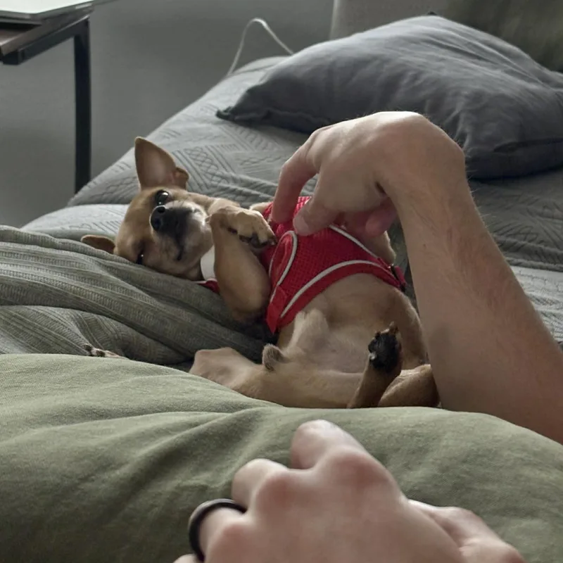 Dexter thumbnail 3
