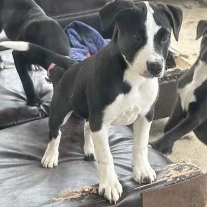 An adult medium-sized male Black American Staffordshire Terrier dog named Eclipse for adoption in Houston, TX