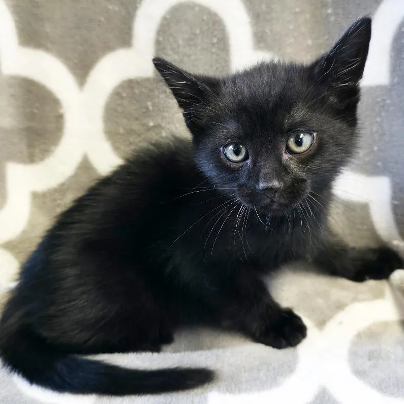 A baby small-sized male Black Domestic Short Hair cat named Copperfield for adoption in Mount Juliet, TN