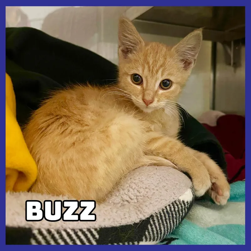 A baby small-sized male Orange / Red Domestic Short Hair cat named Buzz for adoption in Glenwood, MN