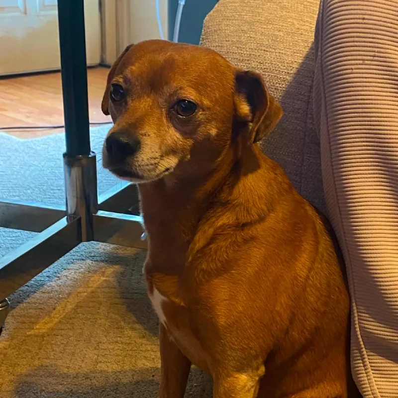 A senior small-sized male Yellow / Tan / Blond / Fawn Chihuahua dog named Kiwi for adoption in Fairfax Station, VA