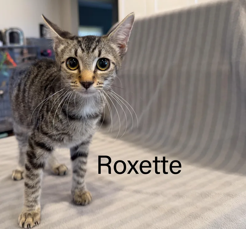 A baby small-sized female Tabby (Brown / Chocolate) Domestic Short Hair cat named Roxette for adoption in Bloomsdale, MO