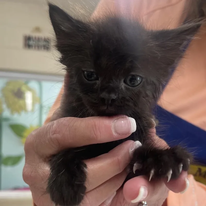 A baby small-sized female Black Domestic Short Hair cat named Abigail Adams for adoption in Newport, TN