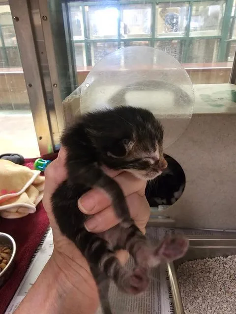 A baby small-sized female Domestic Short Hair cat named Isabella for adoption in Thousand Palms, CA