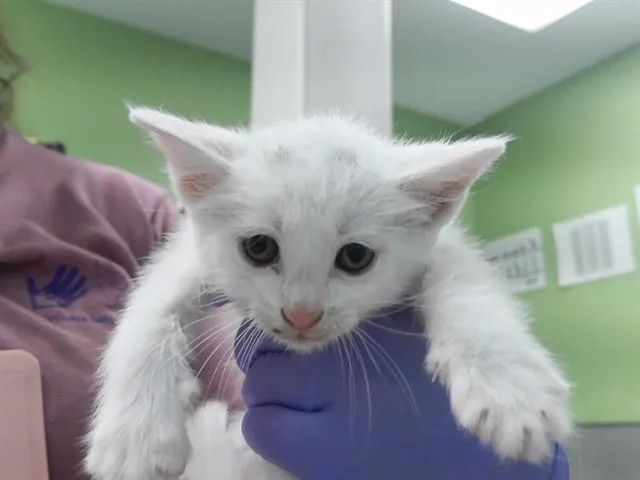 A baby small-sized male Domestic Short Hair cat named Harp Seal for adoption in Omaha, NE