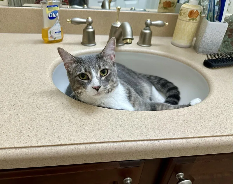 An adult small-sized male Domestic Short Hair cat named Dutch for adoption in Longwood, FL