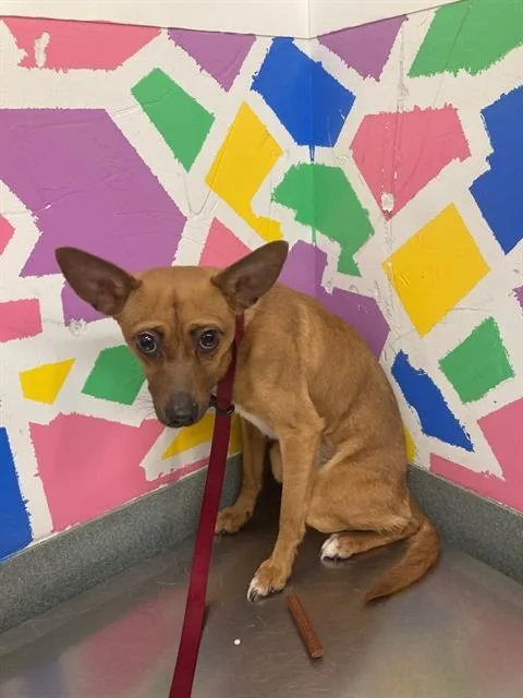 A young small-sized male Chihuahua dog named Mr. Kilgore for adoption in Baytown, TX