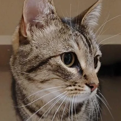 An adult large-sized female Domestic Medium Hair cat named Jenny for adoption in Burlington, WA