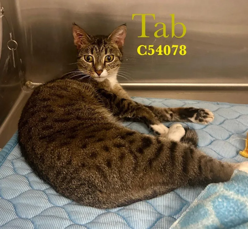 A baby medium-sized female Domestic Short Hair cat named Tab for adoption in Clarksville, TN