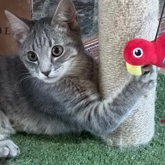 A baby small-sized female Tabby (Gray / Blue / Silver) Domestic Short Hair cat named Shelby Groth for adoption in Morrison, CO
