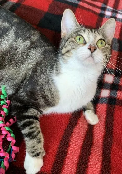 A young medium-sized female Tabby (Gray / Blue / Silver) Domestic Short Hair cat named Moira Rose for adoption in Liverpool, TX