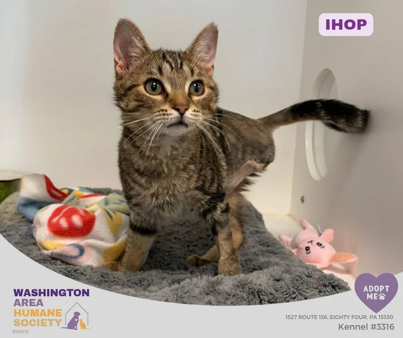A young small-sized female Tabby (Brown / Chocolate) Domestic Short Hair cat named Ihop for adoption in Eighty Four, PA