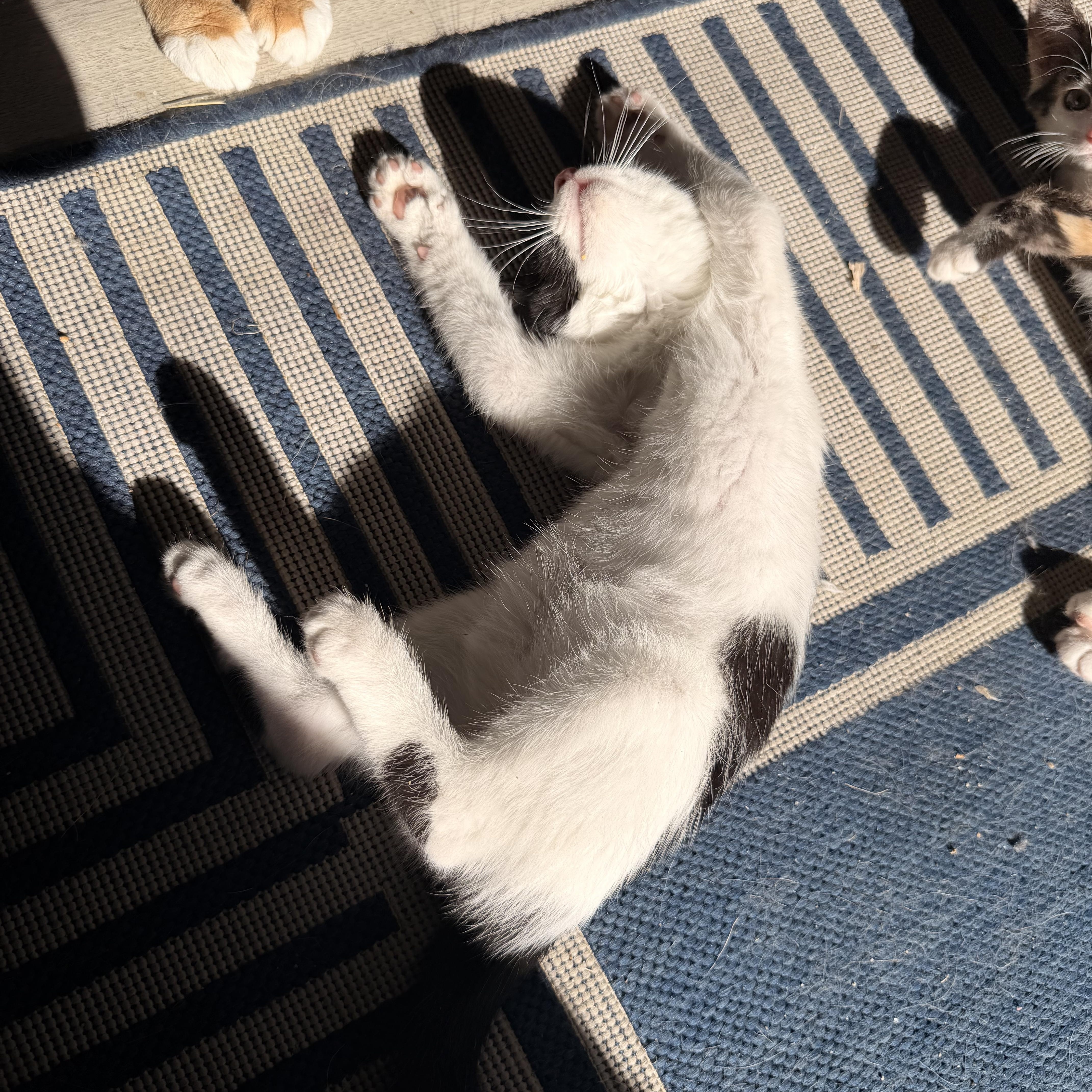 A baby medium-sized male Domestic Short Hair cat named Marlin for adoption in Davis, CA