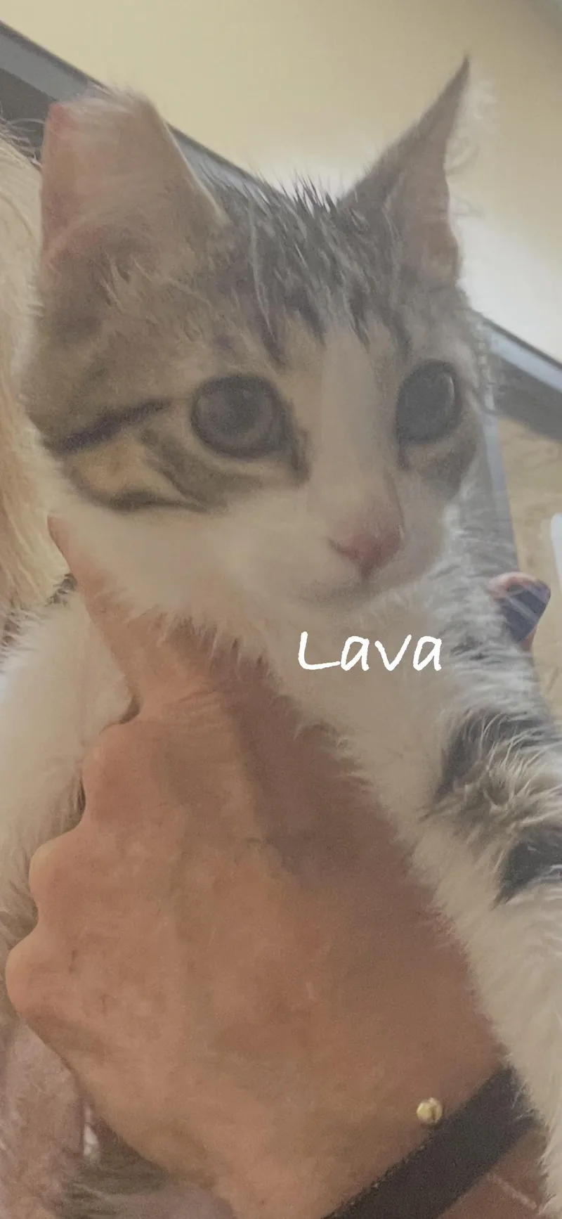 A baby small-sized male Buff / Tan / Fawn Domestic Short Hair cat named Lava for adoption in Las Vegas, NV
