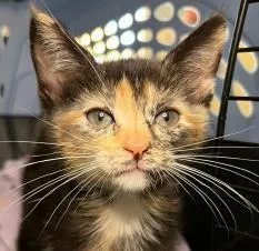 A young small-sized female Domestic Short Hair cat named Cary for adoption in Phoenix, AZ