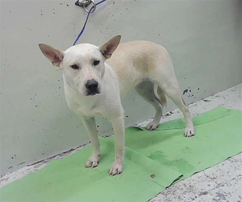 An adult medium-sized female German Shepherd Dog dog named Dallas for adoption in Houston, TX