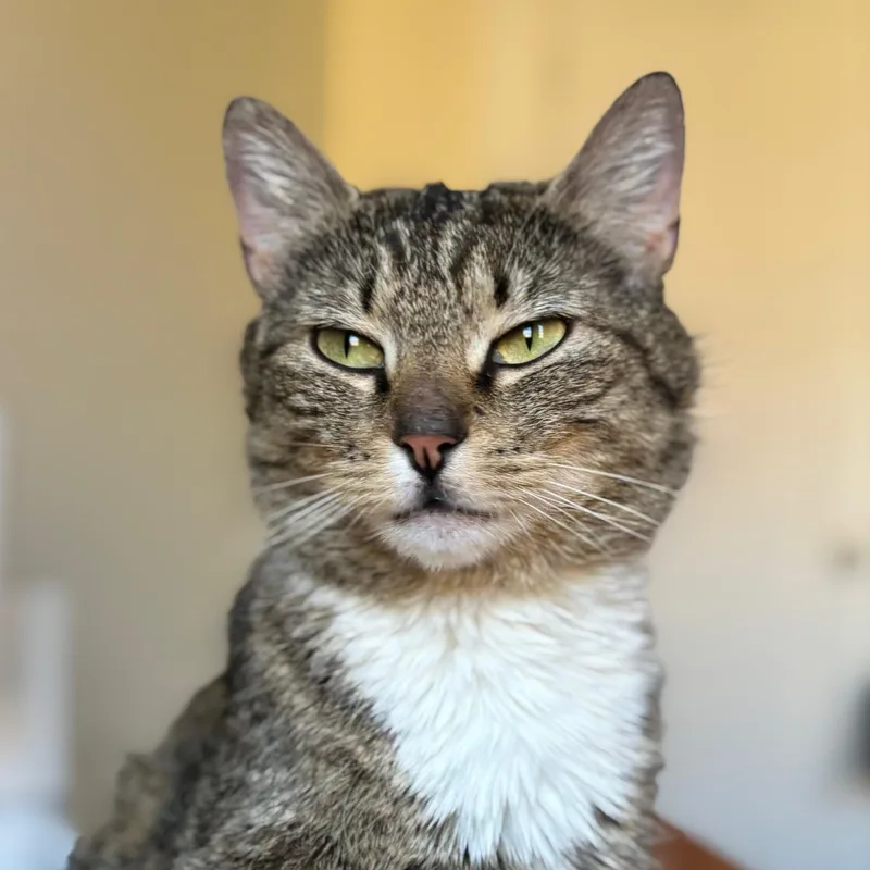 A young medium-sized female Tabby (Buff / Tan / Fawn) Domestic Short Hair cat named Naomi for adoption in Astoria, NY