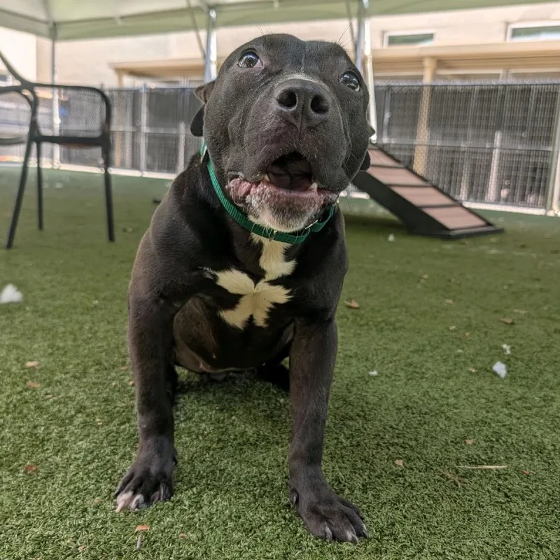 A young medium-sized female Black Pit Bull Terrier dog named Lizzy for adoption in Greensboro, NC