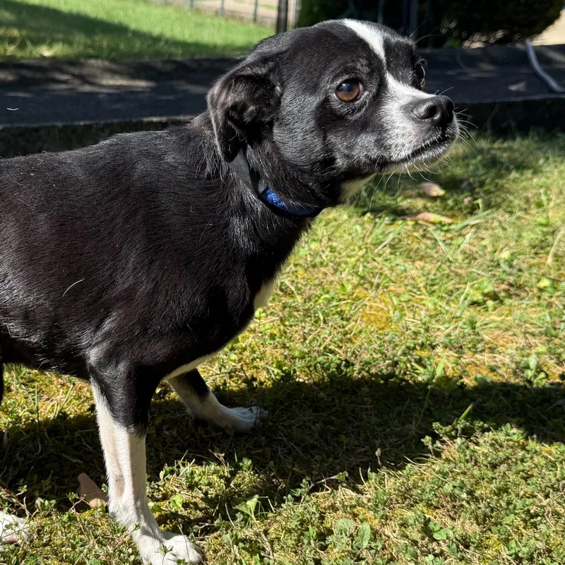 Dubble Bubble thumbnail 2