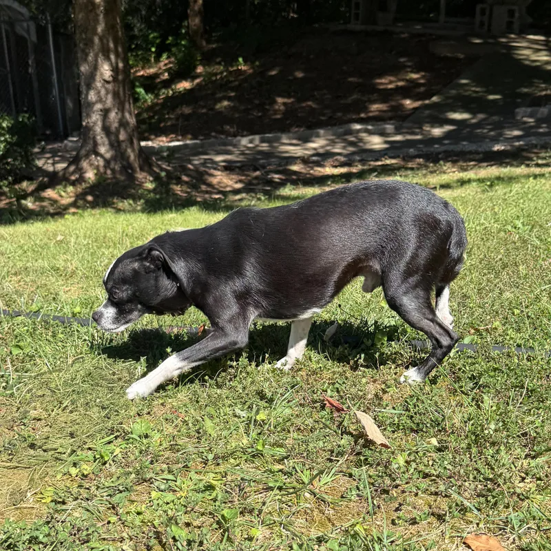 Dubble Bubble thumbnail 4