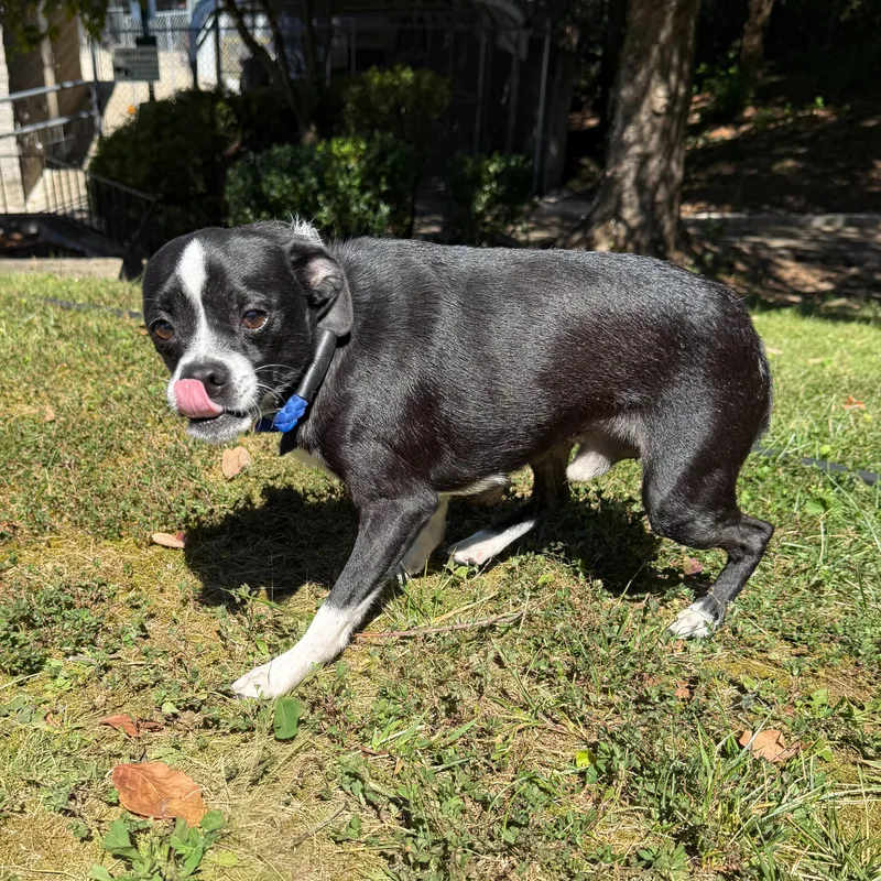 Dubble Bubble thumbnail 5