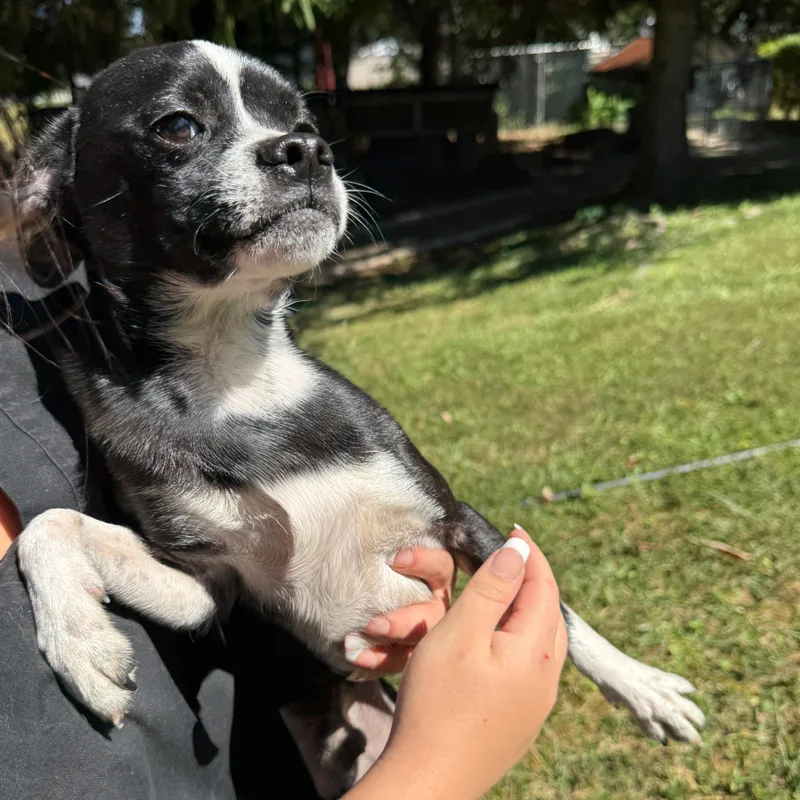 Dubble Bubble thumbnail 6