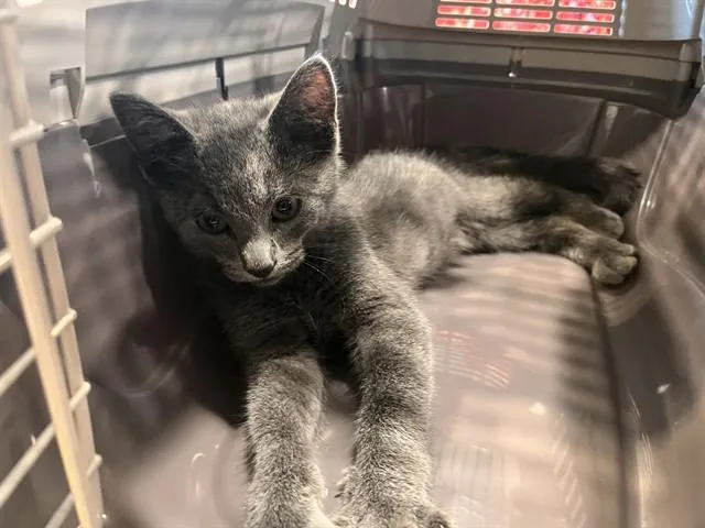 A baby small-sized male Domestic Short Hair cat named Dorsey for adoption in Saint Louis, MO