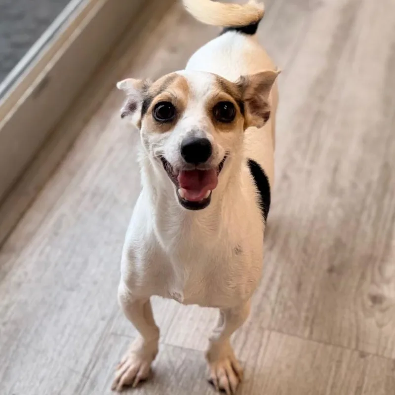An adult small-sized male White / Cream Terrier dog named Cole for adoption in Green Bay, WI