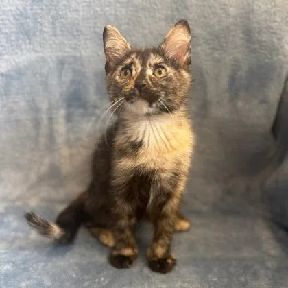 A baby small-sized female Domestic Short Hair cat named Kelly for adoption in Janesville, WI