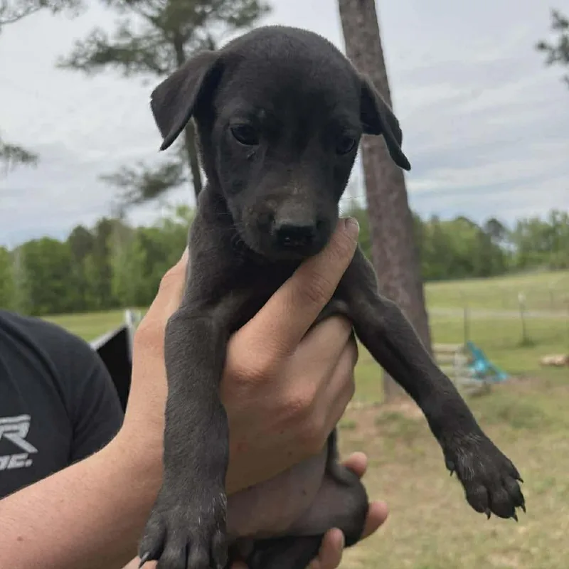 A baby medium-sized female Black Australian Cattle Dog / Blue Heeler dog named Fern for adoption in Phoenix, MD
