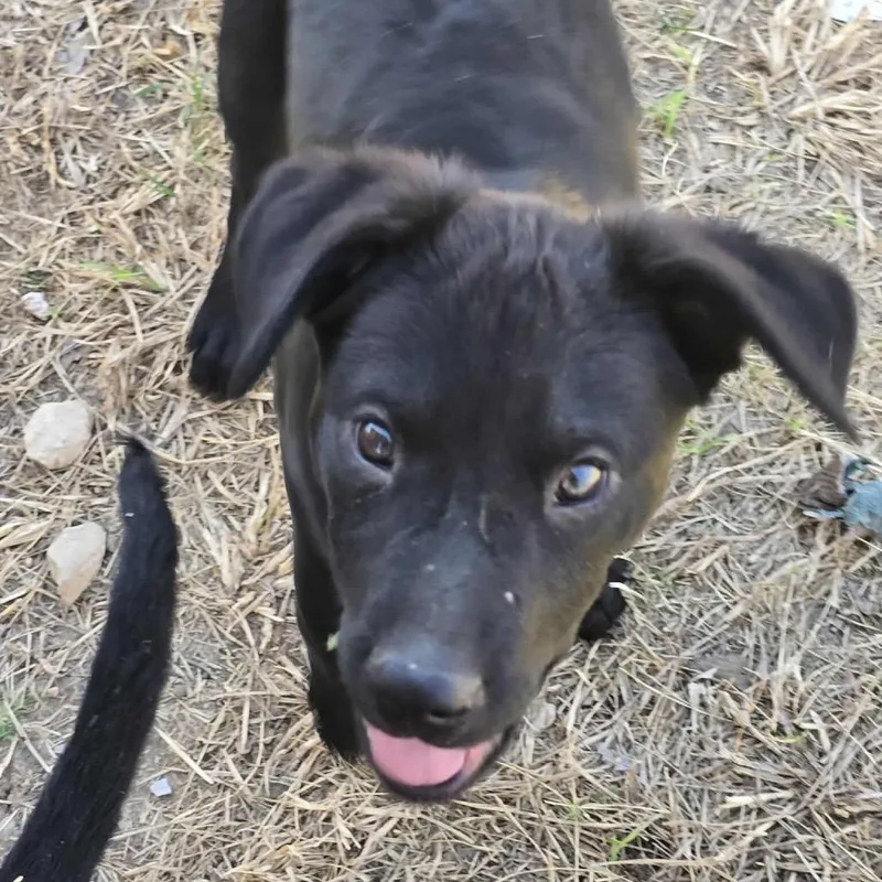 A baby large-sized male Black Flat-Coated Retriever dog named Goose for adoption in Seguin, TX