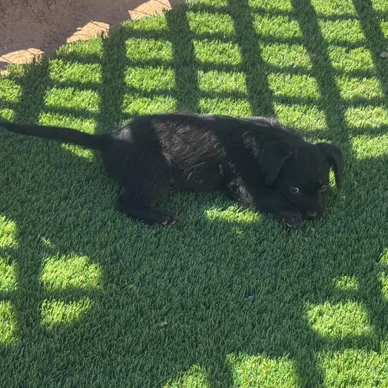 A baby small-sized female Black Terrier dog named Evie for adoption in Phoenix, AZ