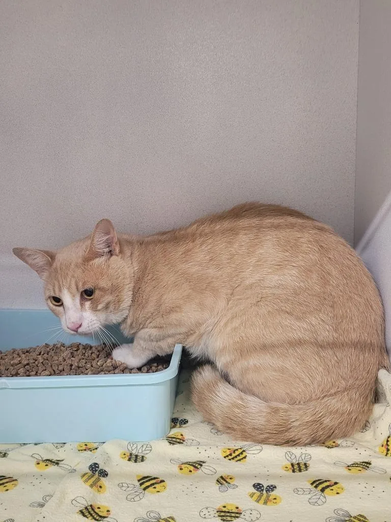 A young large-sized male Domestic Short Hair cat named Chandler for adoption in Huntsville, TX
