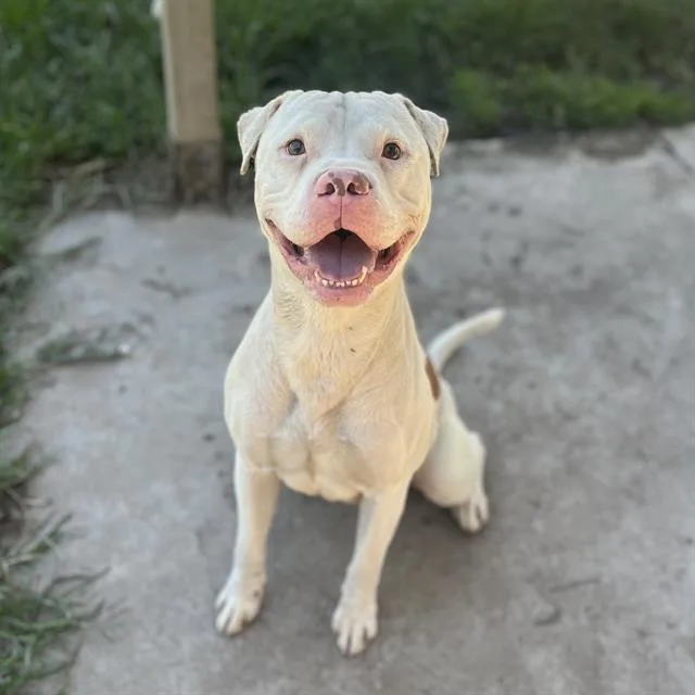 An adult large-sized male Pit Bull Terrier dog named Boy for adoption in Modesto, CA