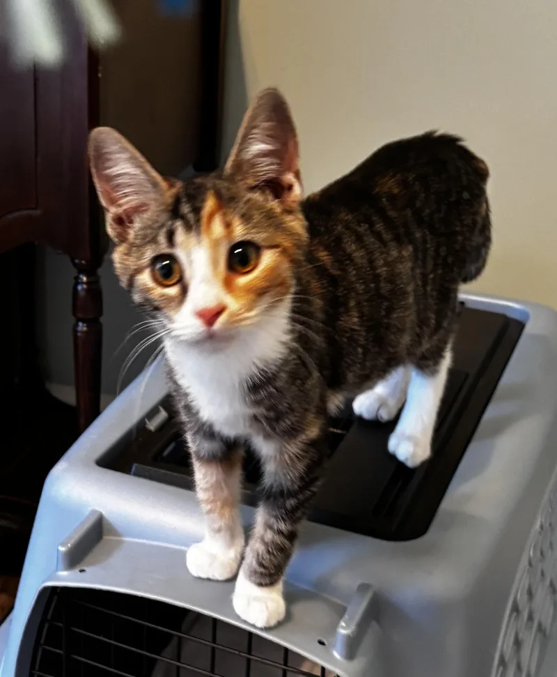A baby medium-sized female Tabby (Gray / Blue / Silver) Domestic Short Hair cat named Gertrude  Athens GA for adoption in Greensboro, GA
