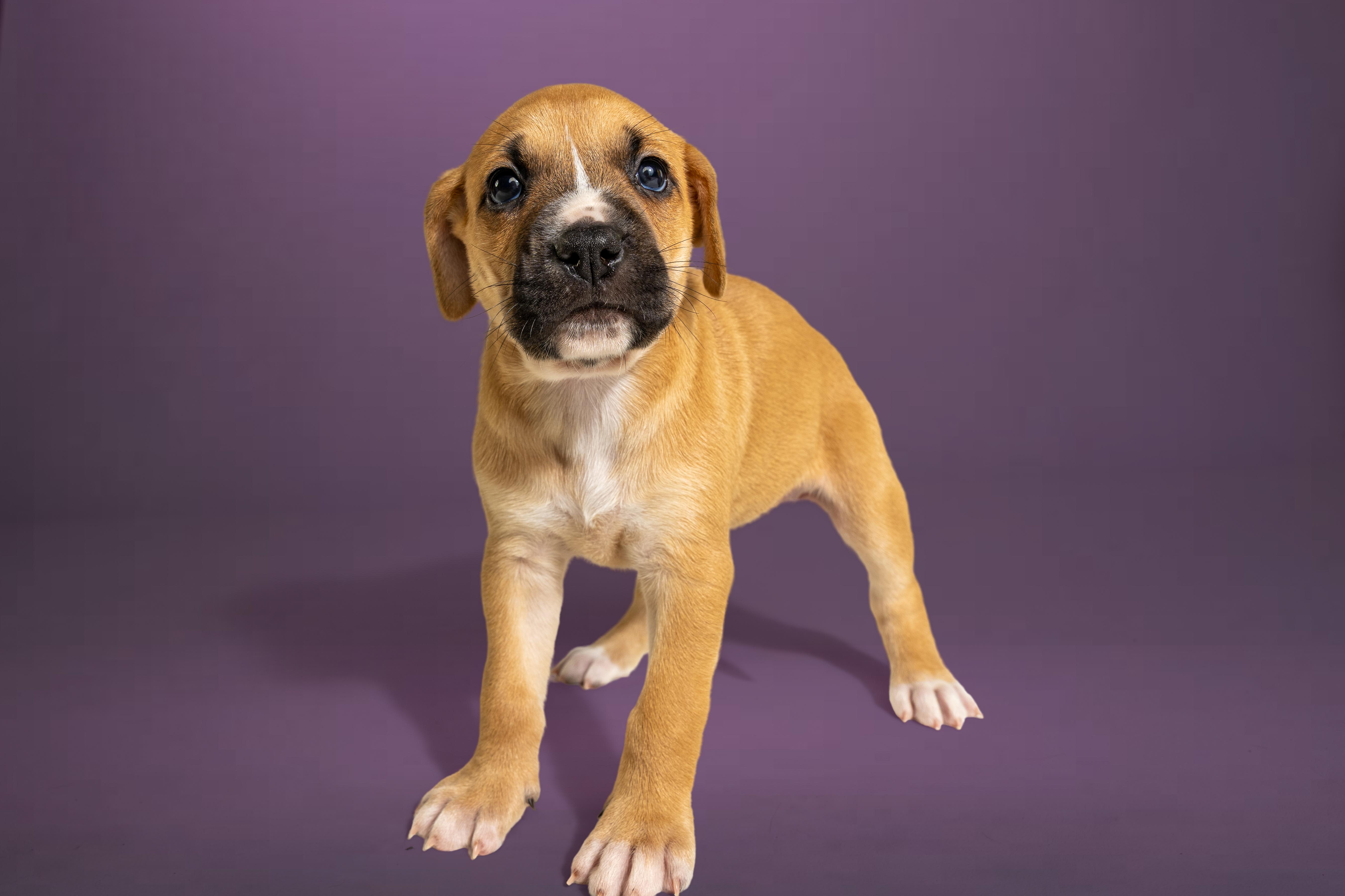 A baby large-sized female Golden Boxer dog named Leslie for adoption in Simsbury, CT