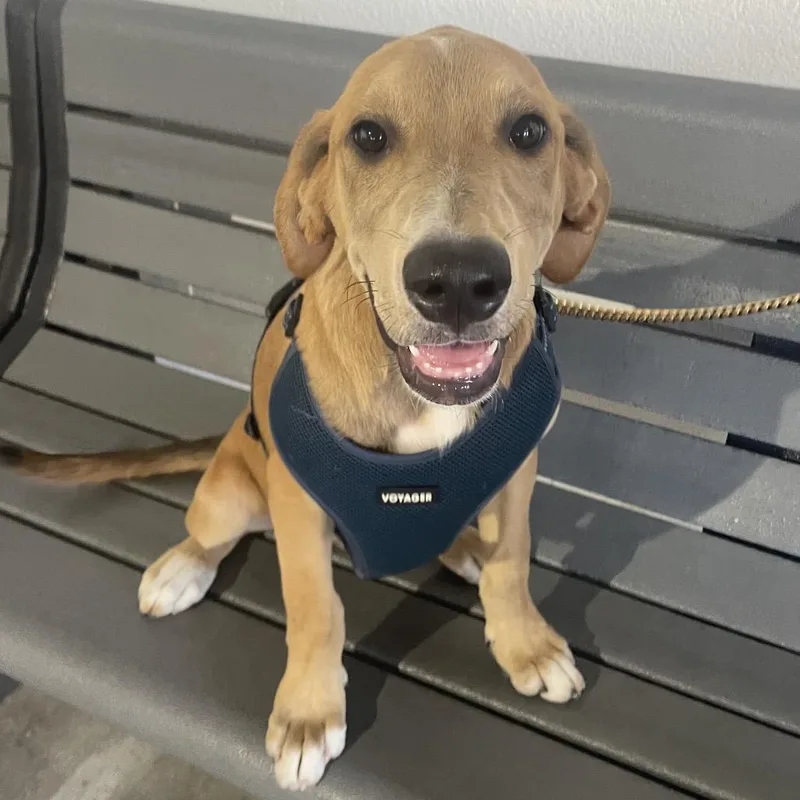 A baby medium-sized male Yellow / Tan / Blond / Fawn Hound dog named Lucas for adoption in Tampa, FL