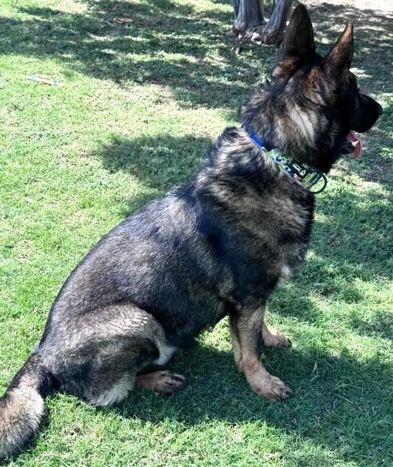 An adult large-sized male Brown / Chocolate German Shepherd Dog dog named Kobi for adoption in Dallas, TX