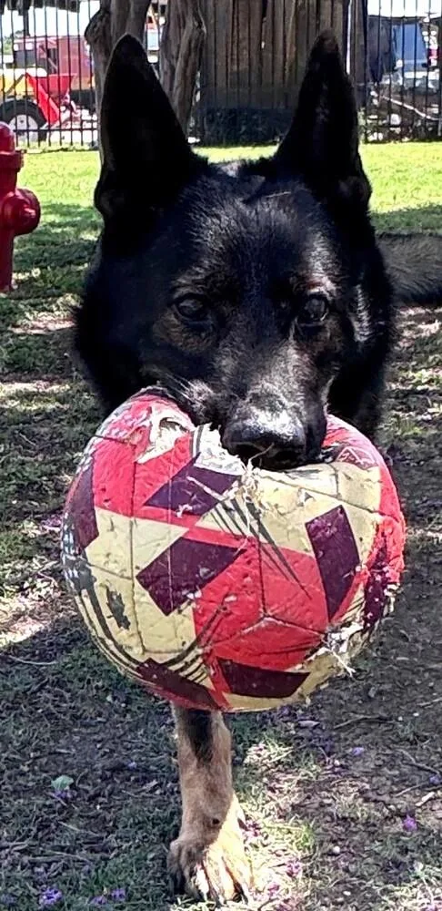 Kobi thumbnail 3