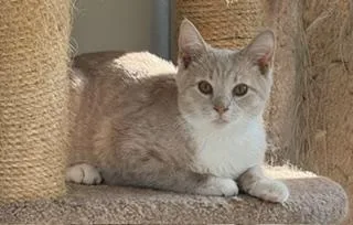 A baby large-sized male Buff & White Domestic Short Hair cat named Oliver P for adoption in Lemoyne, PA