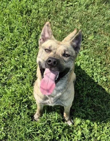 A young medium-sized male Pit Bull Terrier dog named Daryl for adoption in Decatur, IL