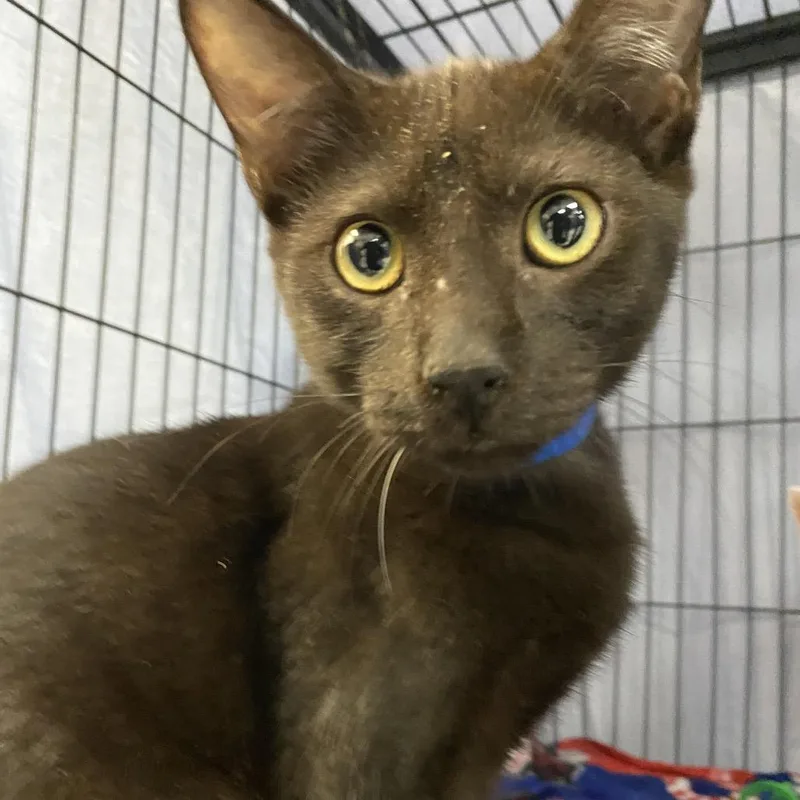 A baby medium-sized male Black Domestic Short Hair cat named Wolverine for adoption in Lakeland, FL
