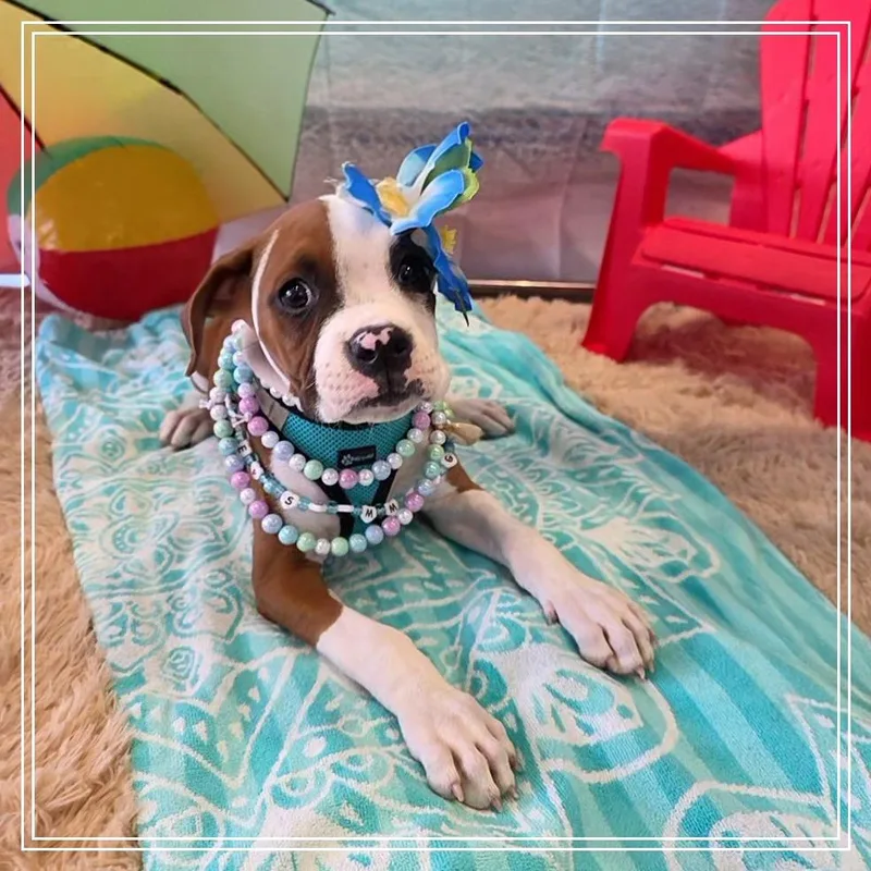 A baby medium-sized female Red / Chestnut / Orange Boxer dog named Petunia for adoption in Chandler, AZ